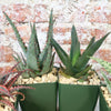 Aloe Garden (4-Pack)