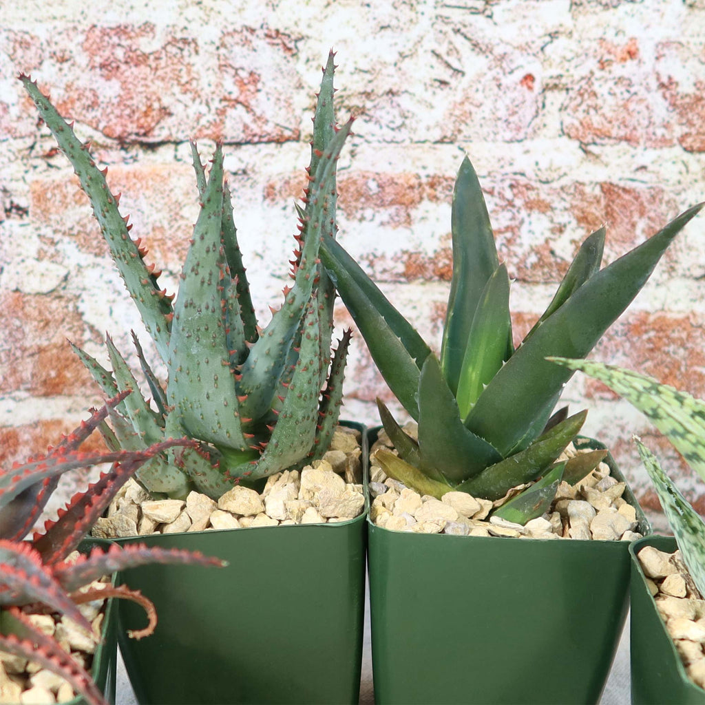 Aloe Garden (4-Pack)