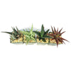 Aloe Garden (4-Pack)