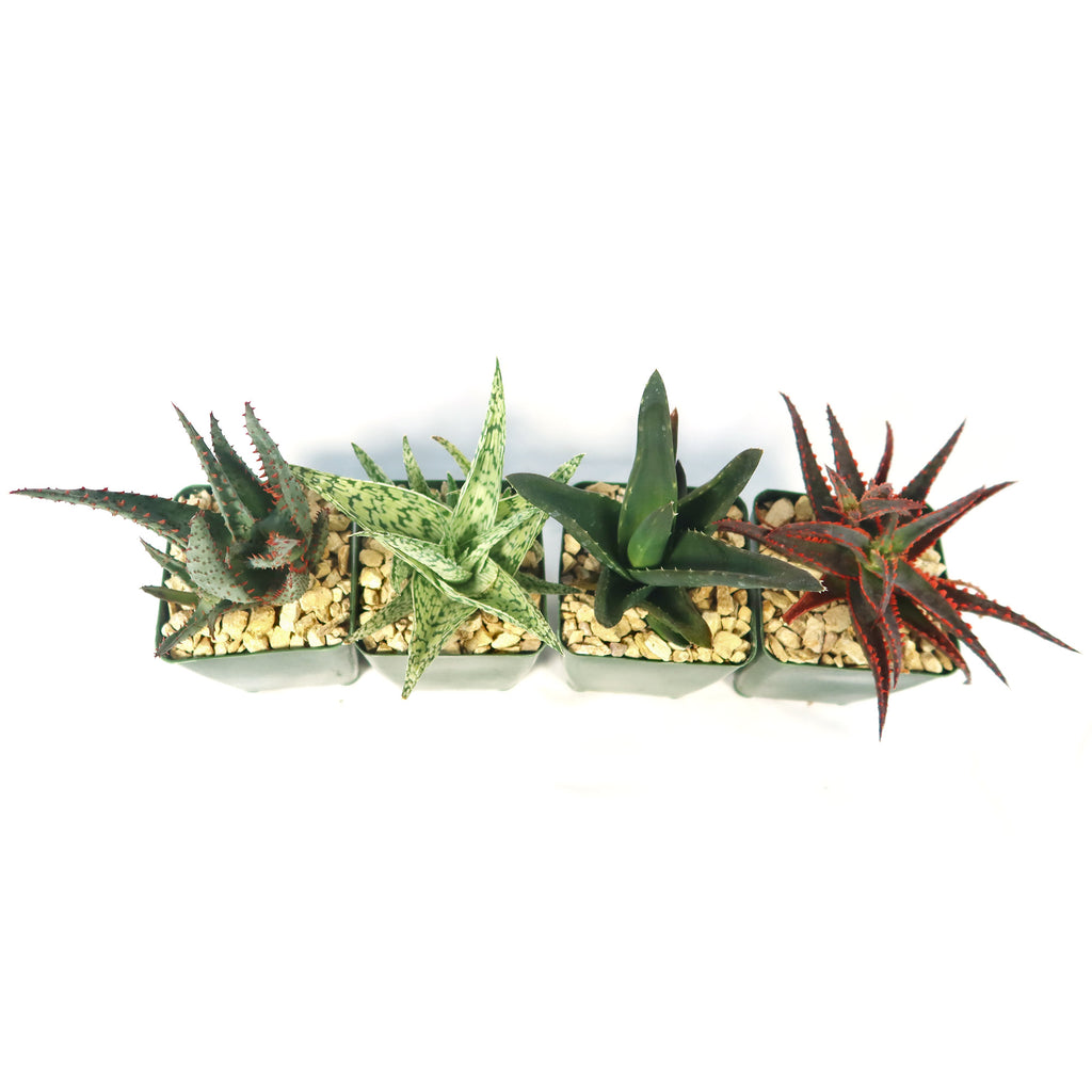 Aloe Garden (4-Pack)
