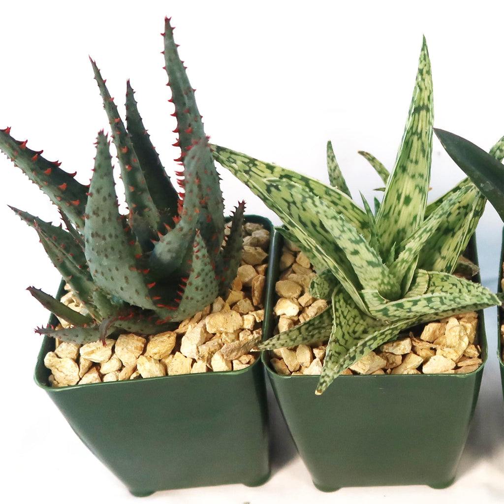 Aloe Garden (4-Pack)