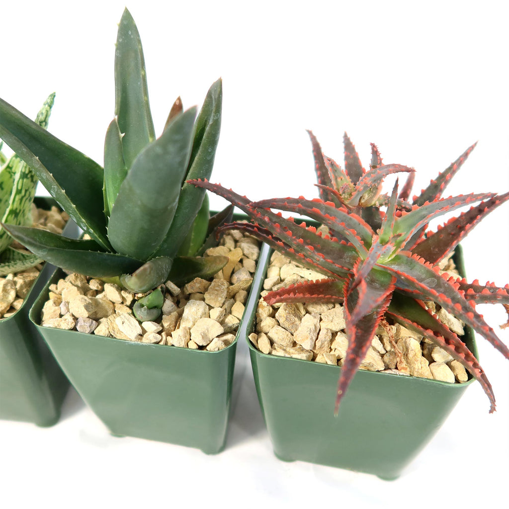 Aloe Garden (4-Pack)