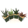 Aloe Garden (4-Pack)