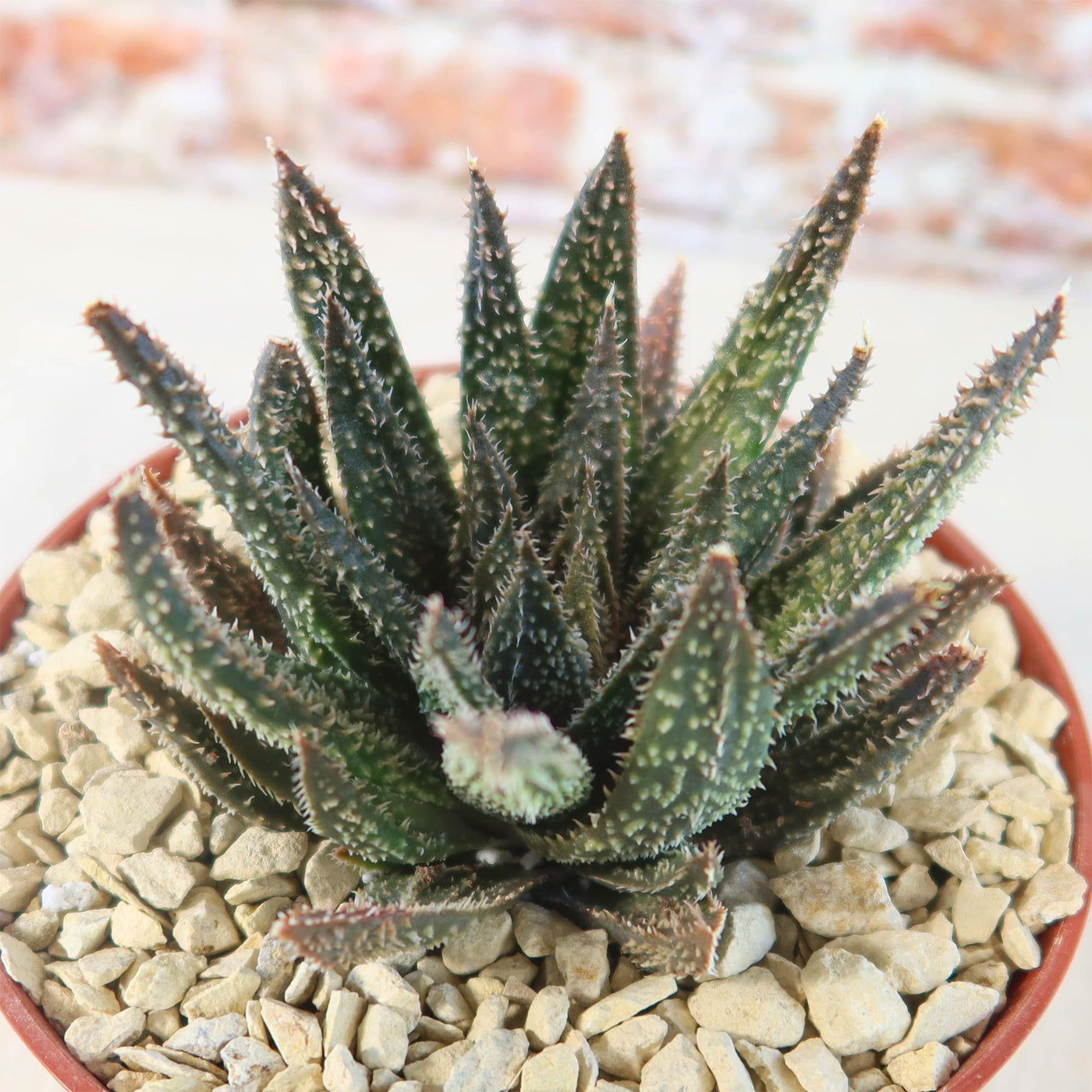 tarantula succulent Aloe Gasteraloe Tarantula 4" Pot