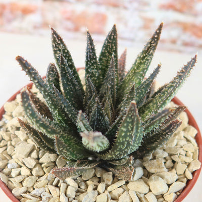 Aloe Gasteraloe Tarantula