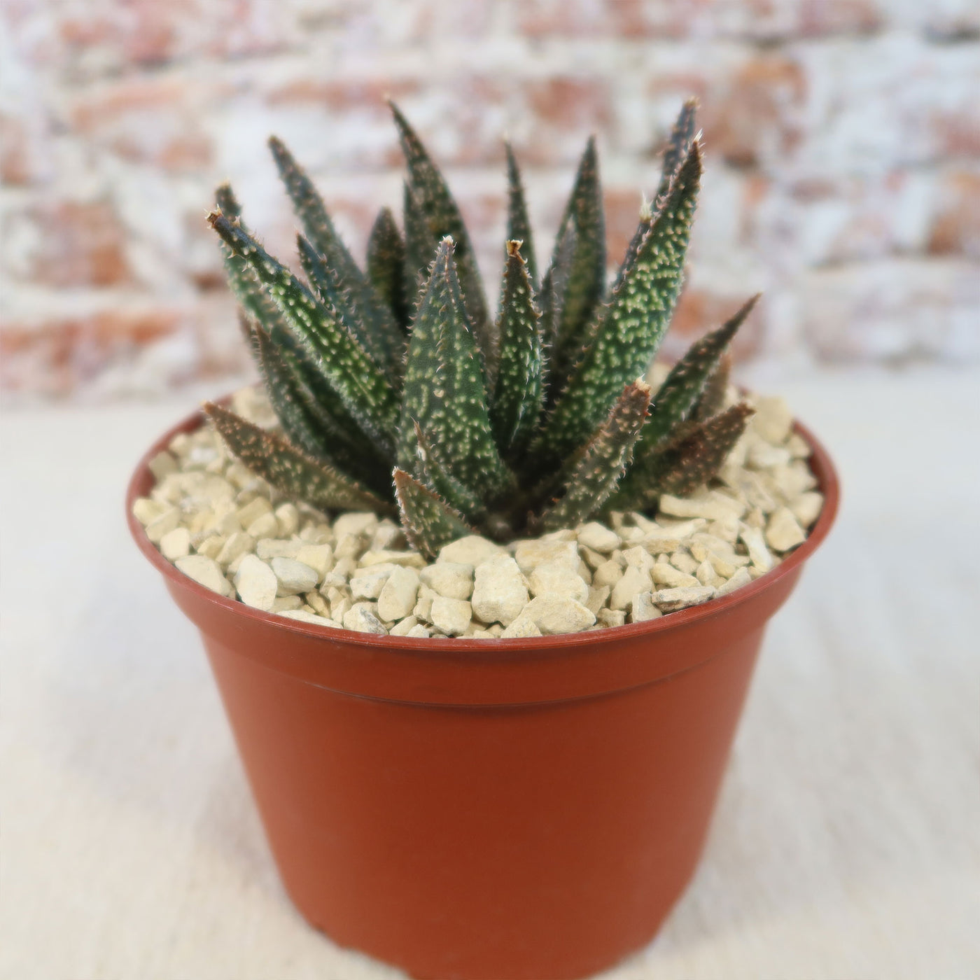 Aloe Gasteraloe Tarantula