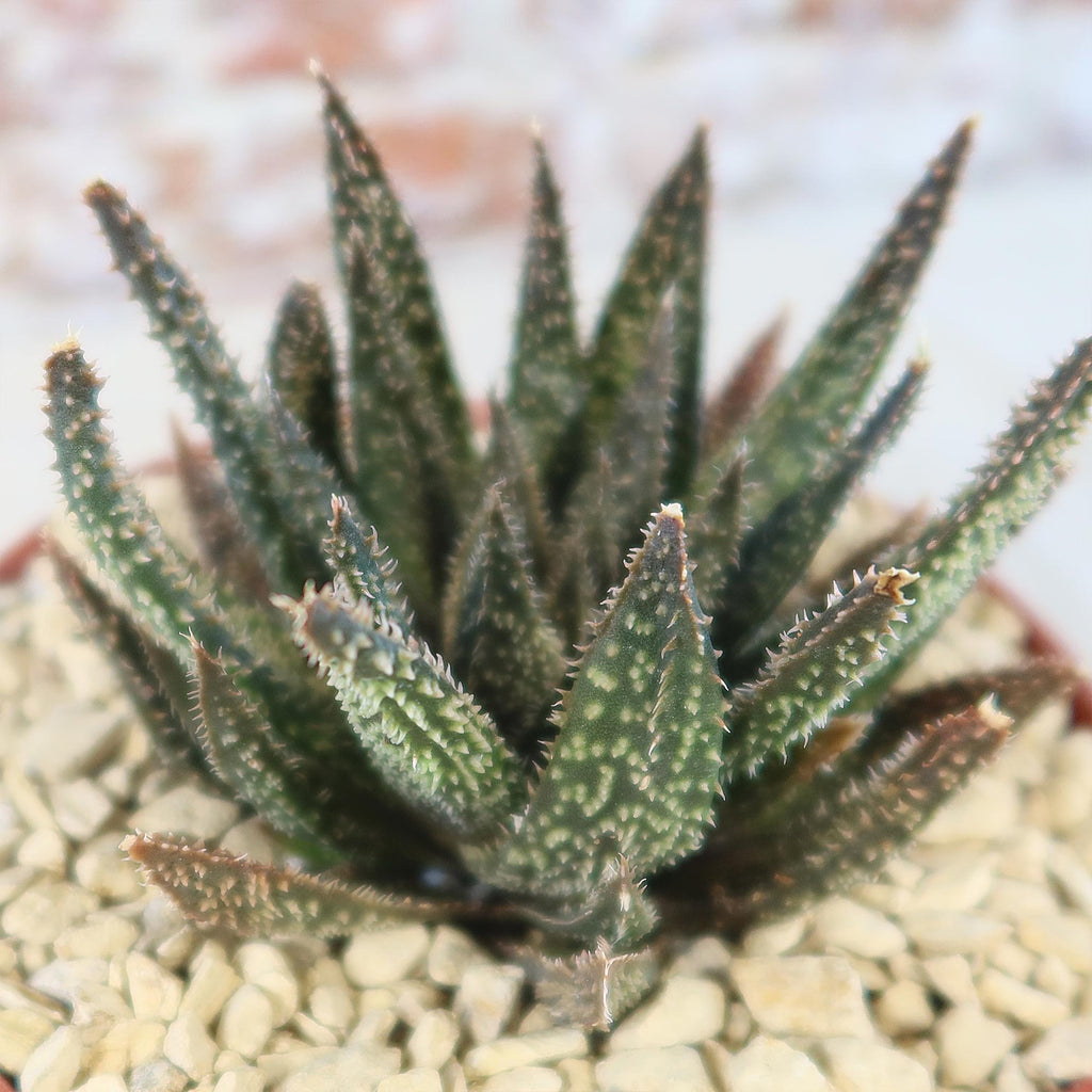 Aloe Gasteraloe Tarantula