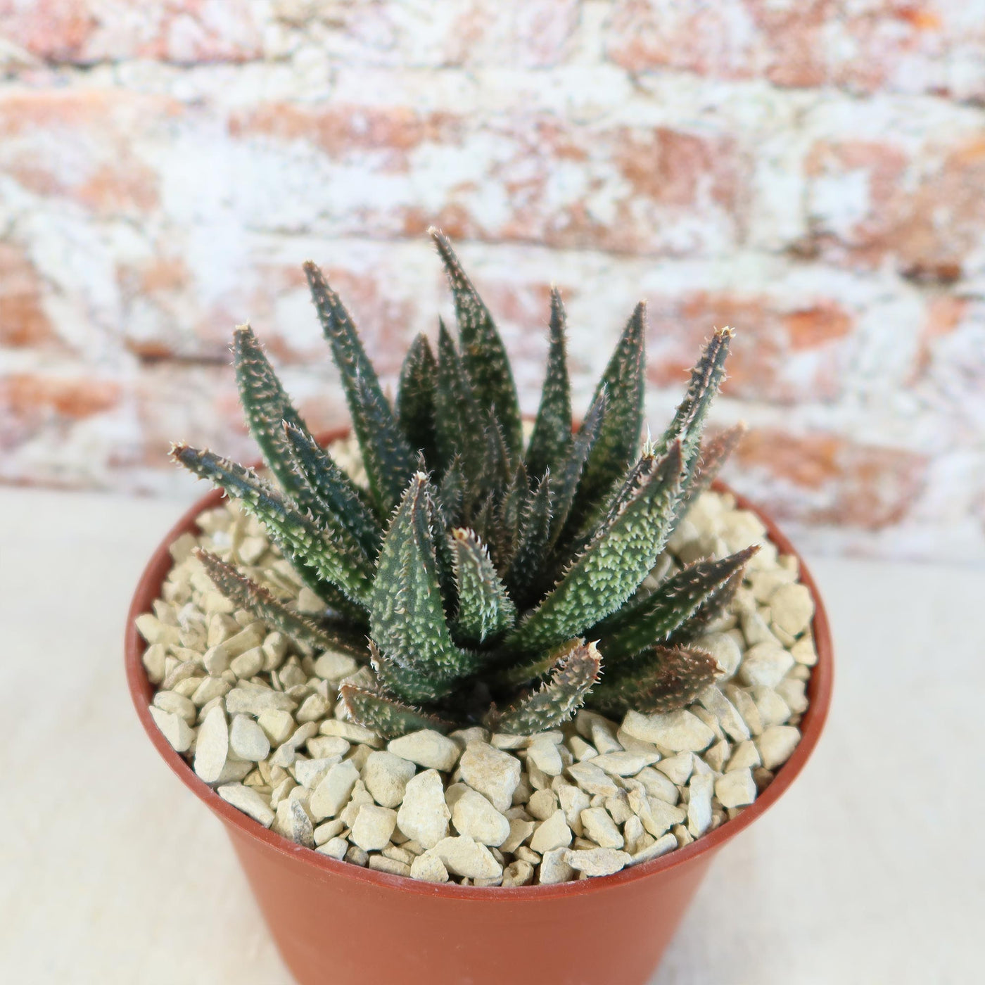 tarantula succulent Aloe Gasteraloe Tarantula 4" Pot