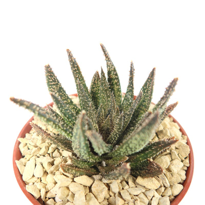 Aloe Gasteraloe Tarantula