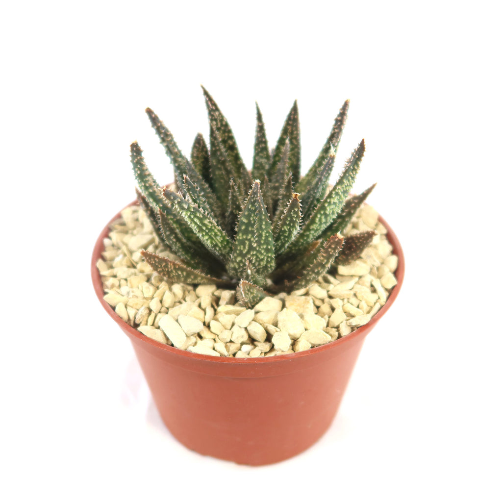 Aloe Gasteraloe Tarantula