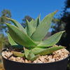 Aloe Ghost - Aloe striata hybrid &