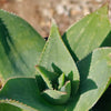 Aloe Ghost - Aloe striata hybrid &