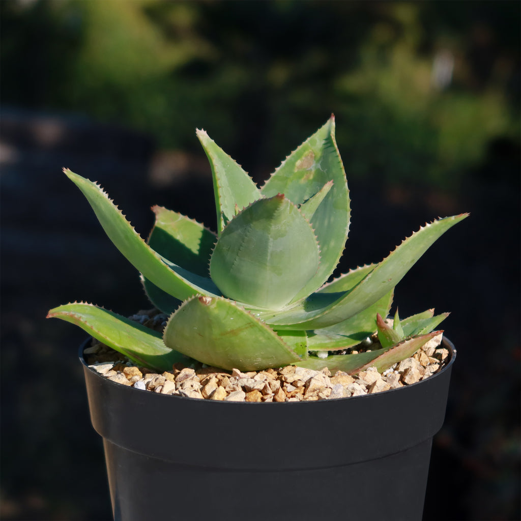 Aloe Ghost - Aloe striata hybrid &