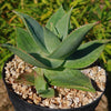 Aloe Ghost - Aloe striata hybrid &