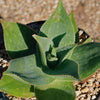 Aloe Ghost - Aloe striata hybrid &