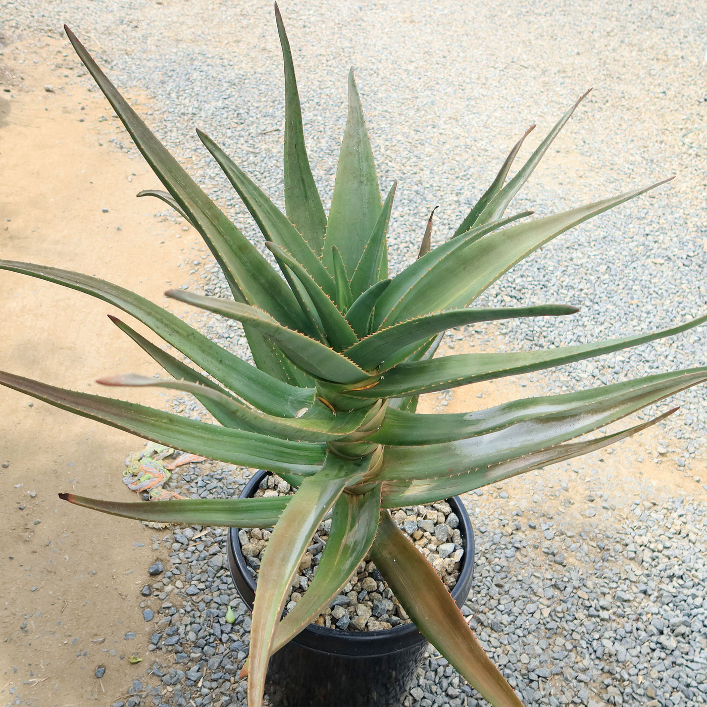 Aloe Hercules