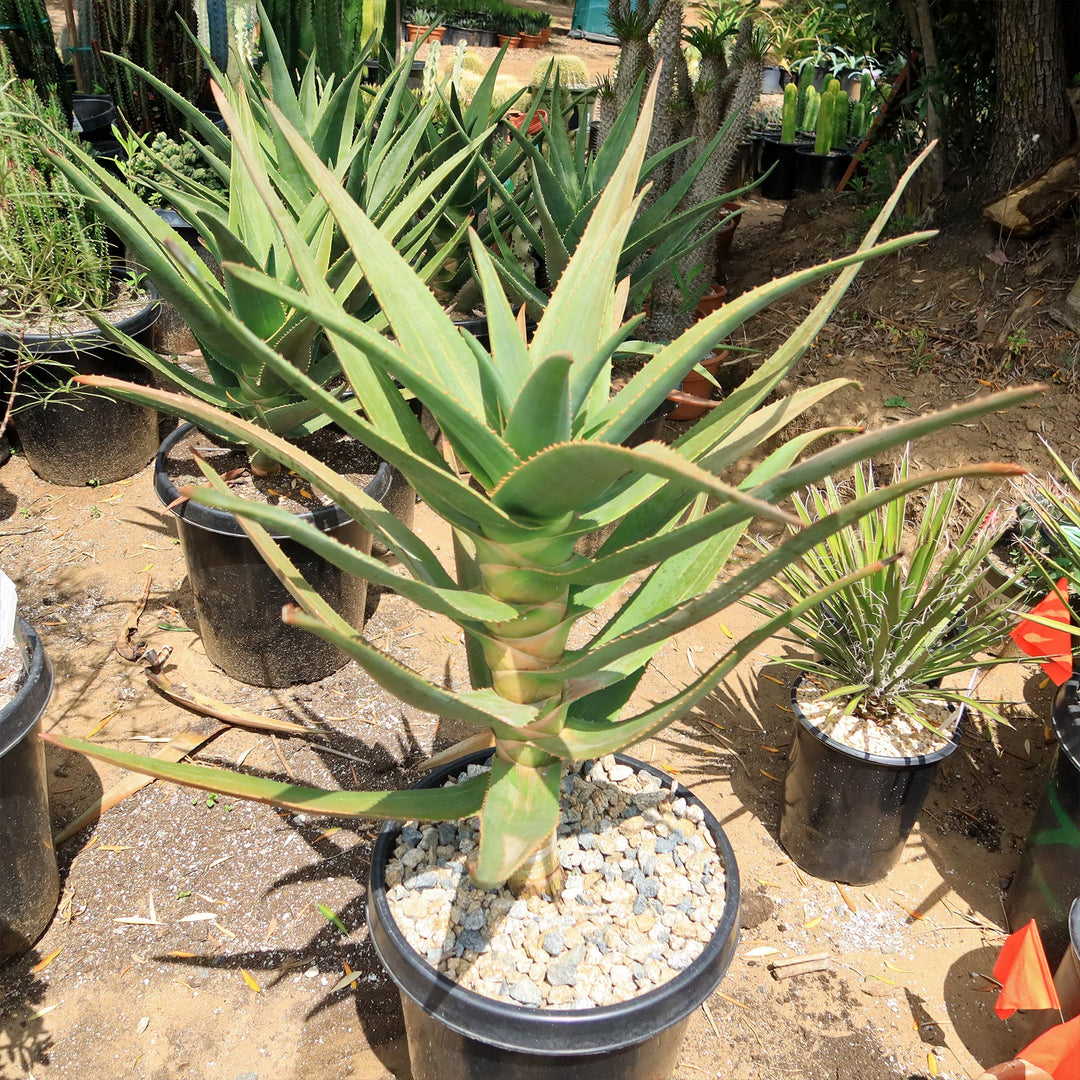 Aloe Hercules. Full Sun Aloe Tree. 1 cheapest gallon nursery pot container