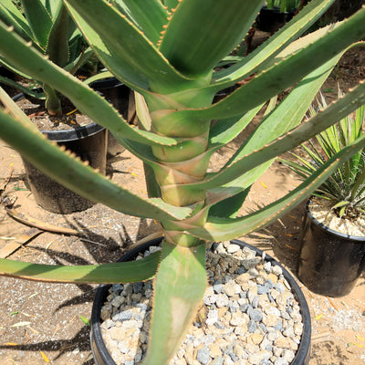 Aloe Hercules