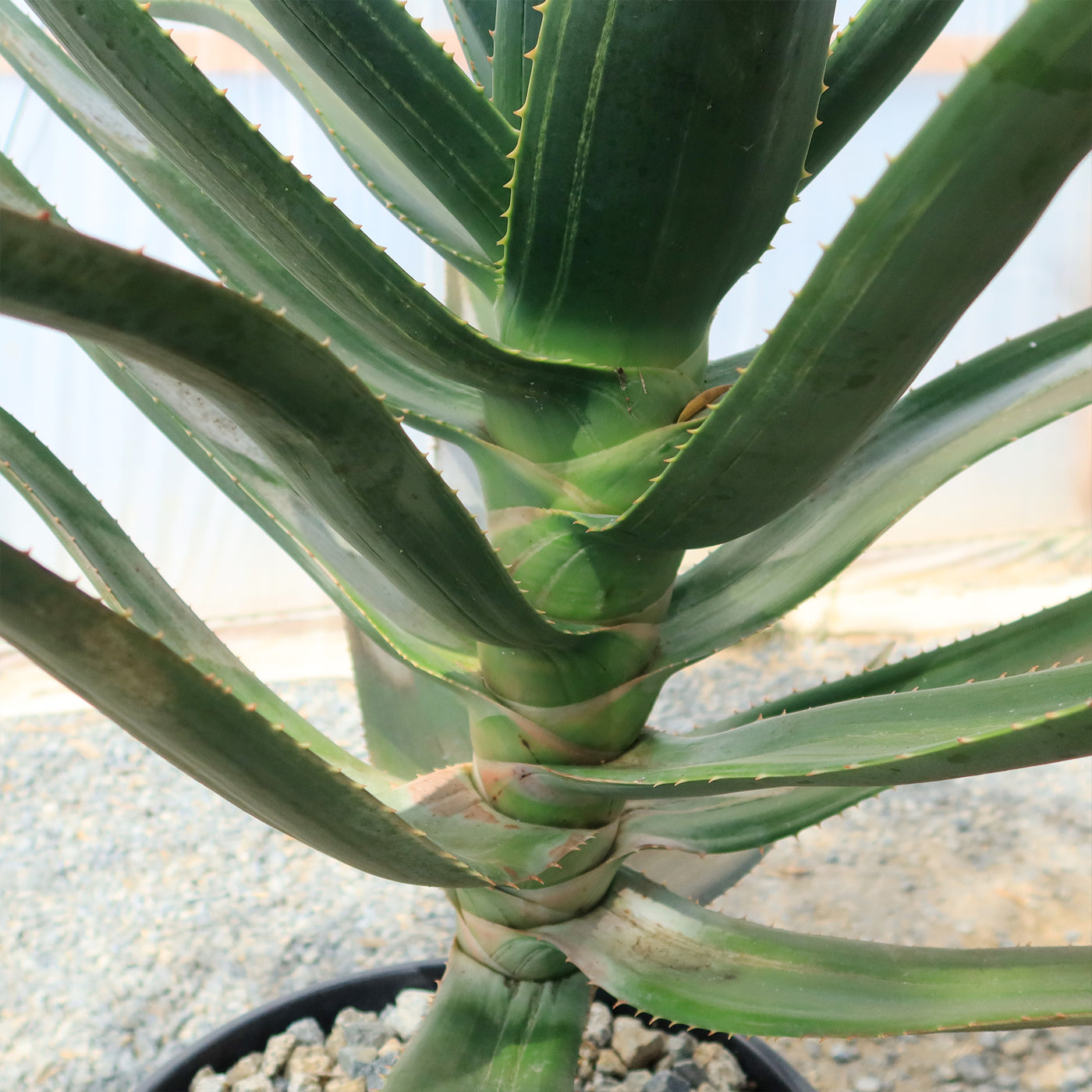 Aloe Hercules