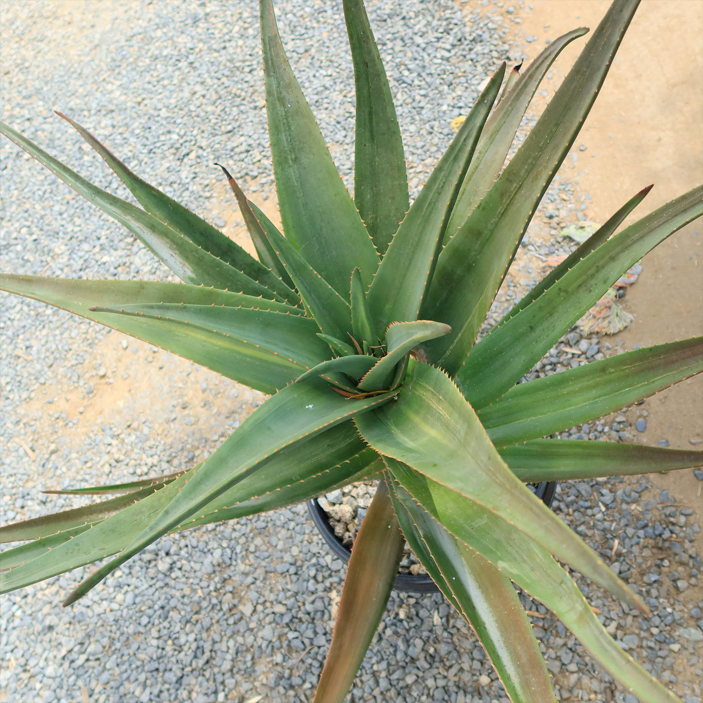 Aloe Hercules