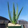 Aloe Hercules