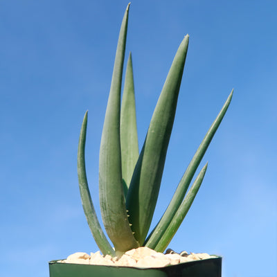 Aloe Hercules