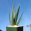 Aloe Hercules