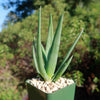 Aloe Hercules