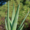 Aloe Hercules