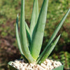 Aloe Hercules