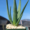 Aloe Hercules