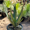 Aloe Hercules