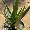 Aloe Hercules