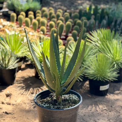 Aloe Hercules