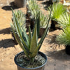 Aloe Hercules