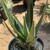 Aloe Hercules