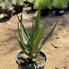 Aloe Hercules