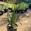 Aloe Hercules