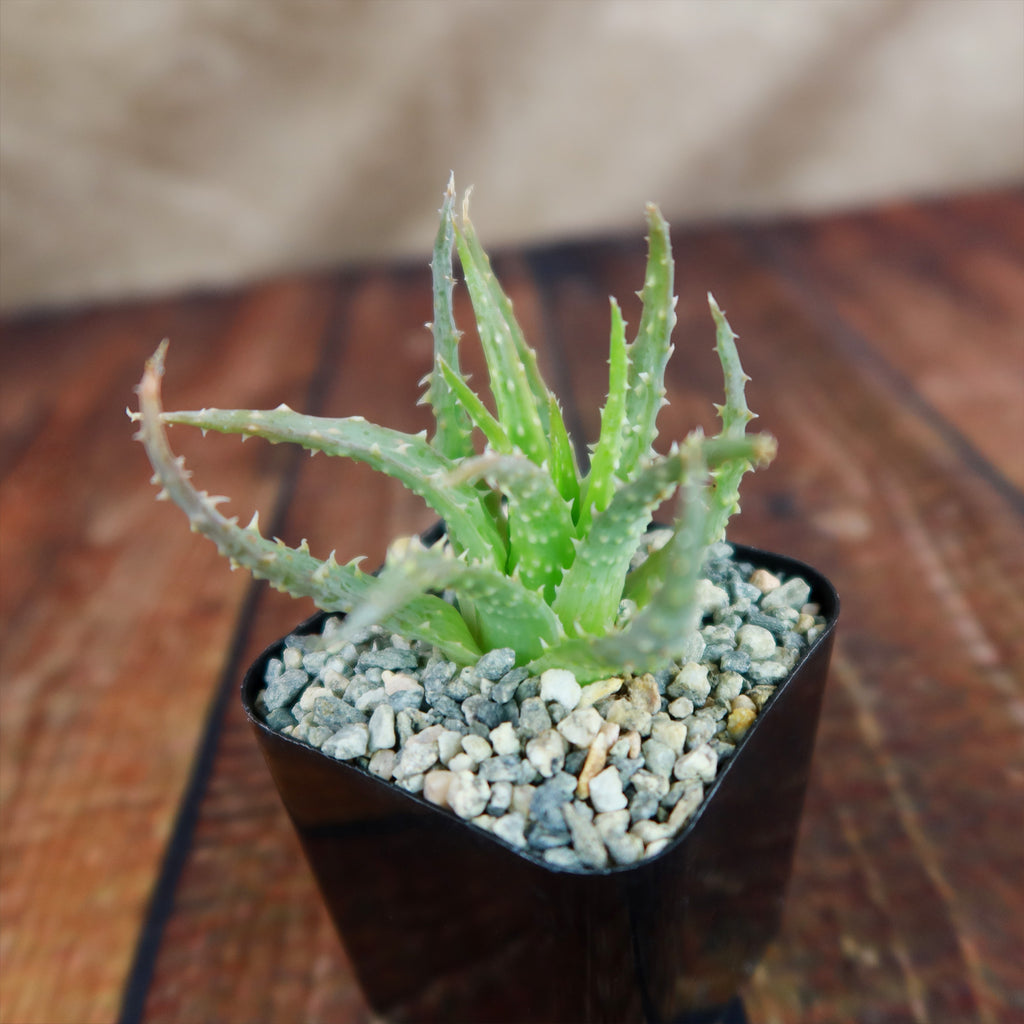 Aloe Humilis