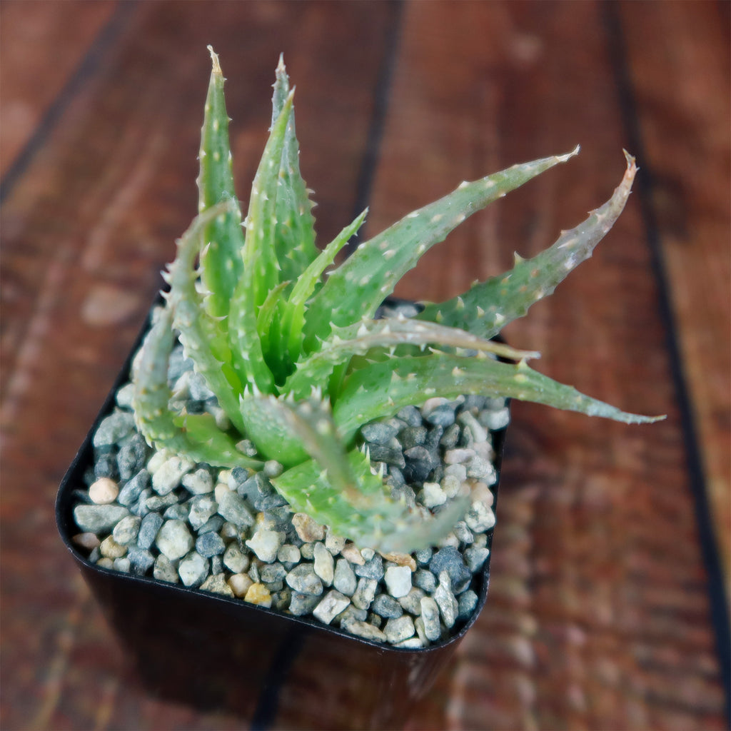 Aloe Humilis