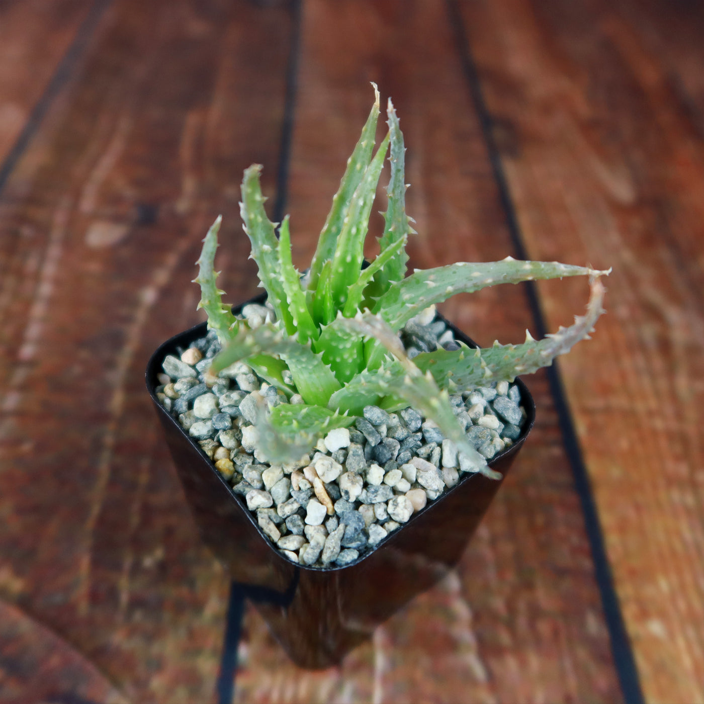 spider aloe plant Purchase the low-growing Aloe Humilis | Spider Aloe