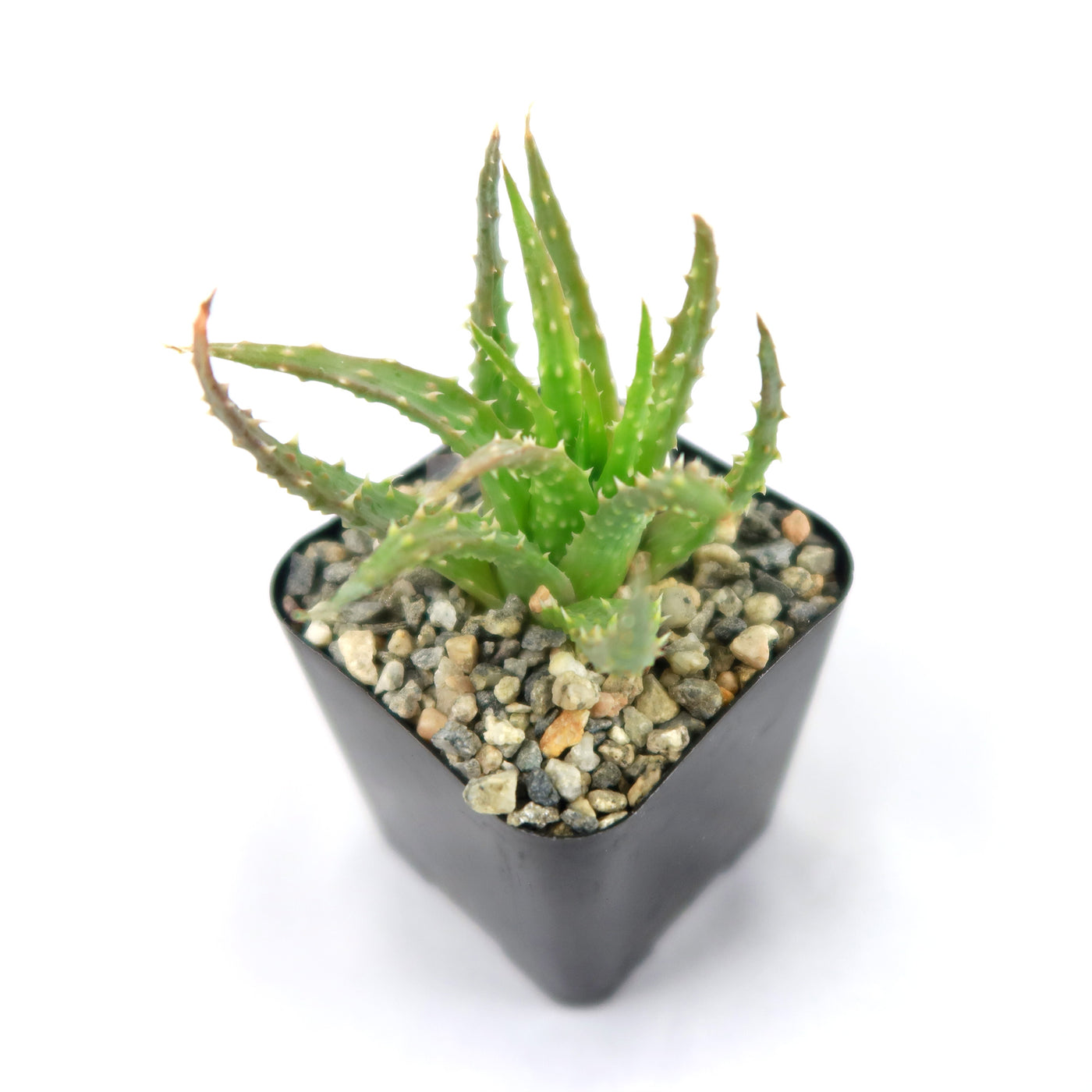 spider aloe plant care Purchase the low-growing Aloe Humilis | Spider Aloe