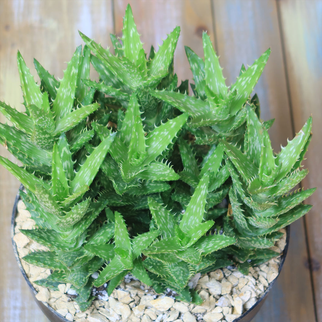 Aloe juvenna