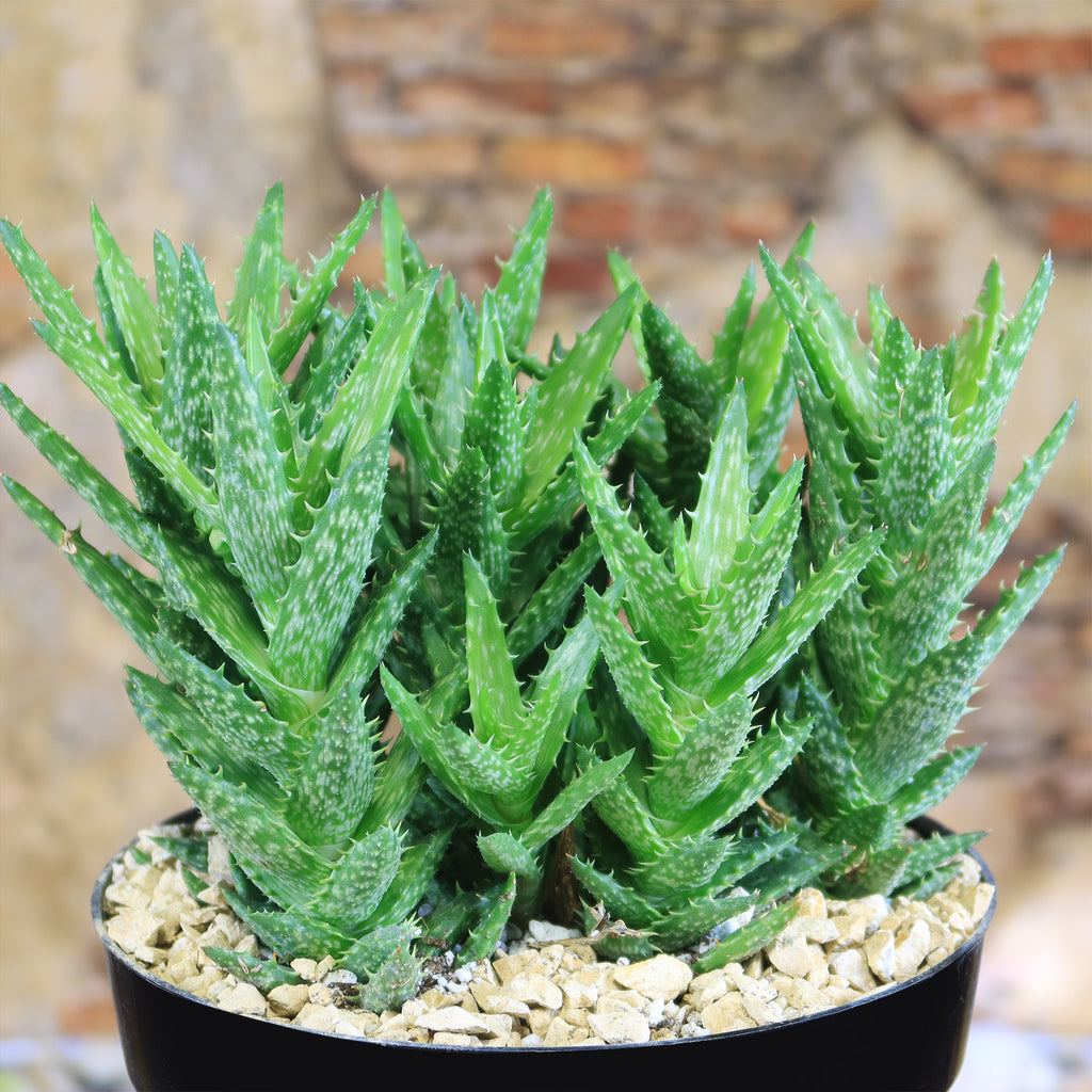 Aloe juvenna