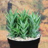 Aloe Juvenna