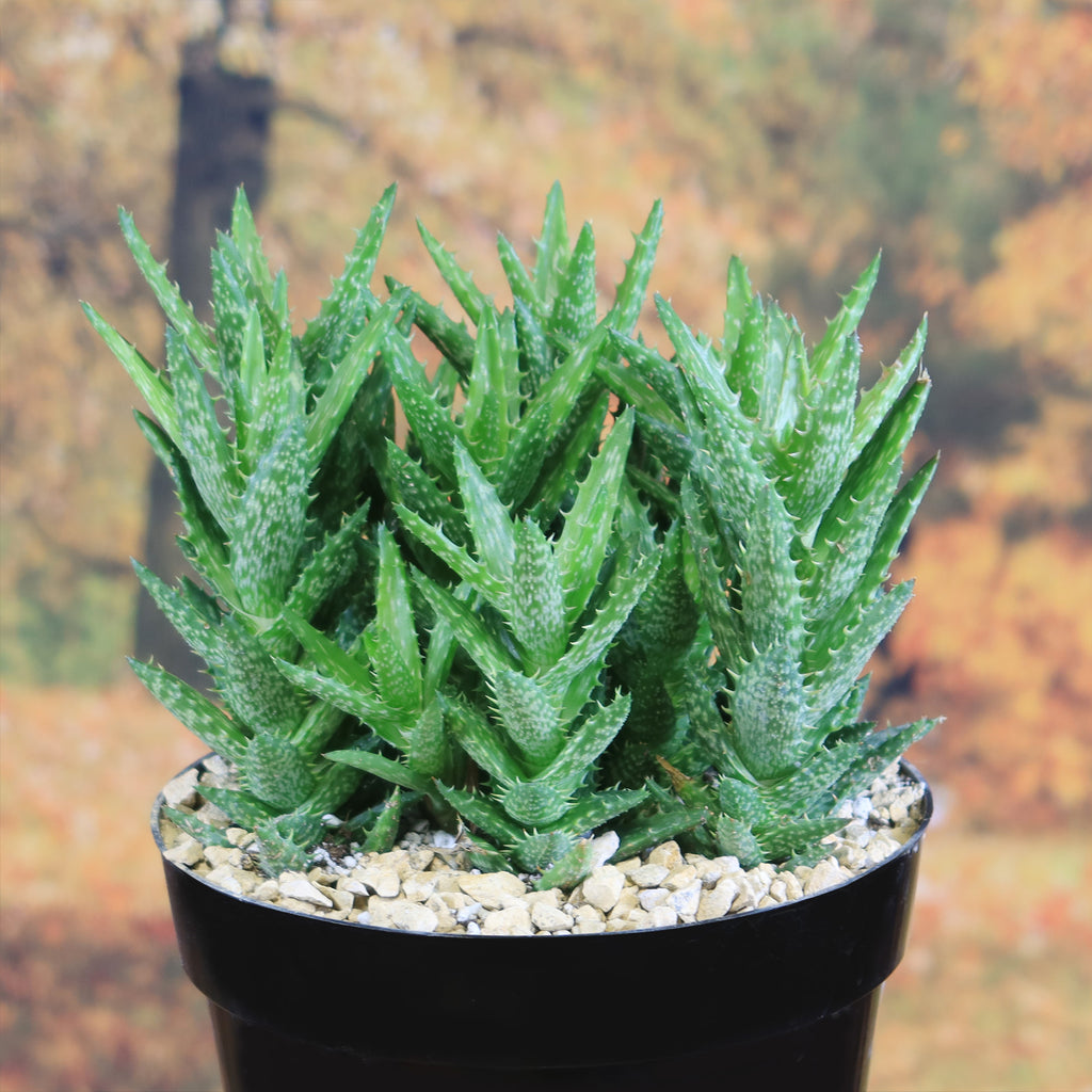 Aloe juvenna