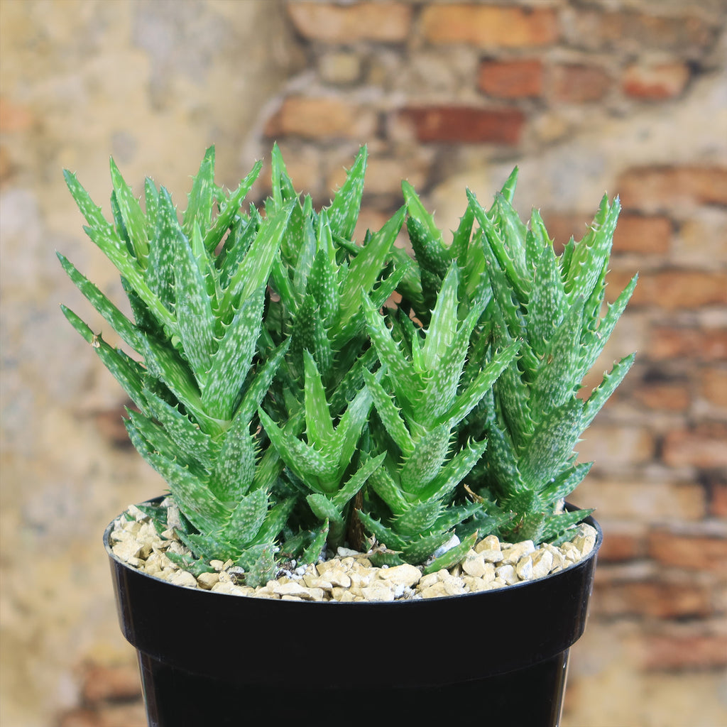 Aloe juvenna