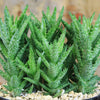 Aloe Juvenna