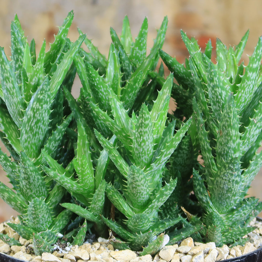 Aloe juvenna