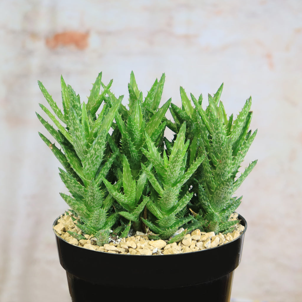 Aloe juvenna